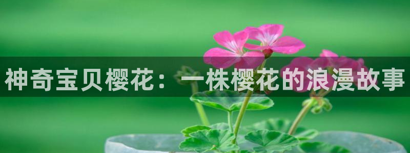 omofun官方网：神奇宝贝樱花：一株樱花的浪漫故事